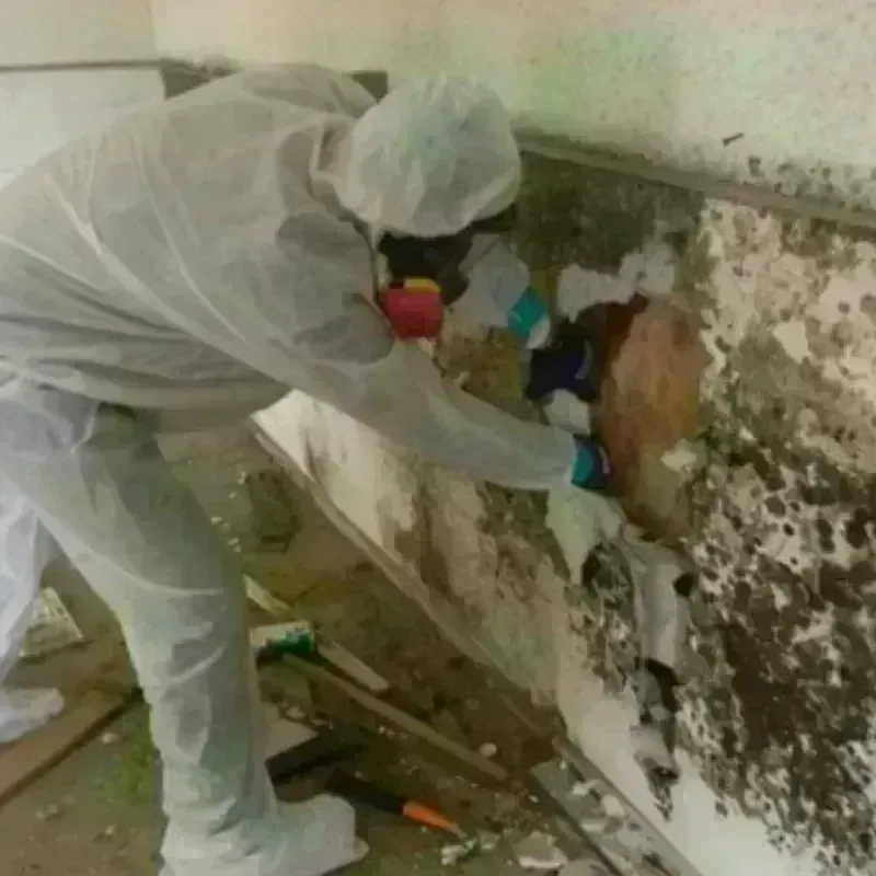 Mold Remediation and Removal in North Potomac, MD